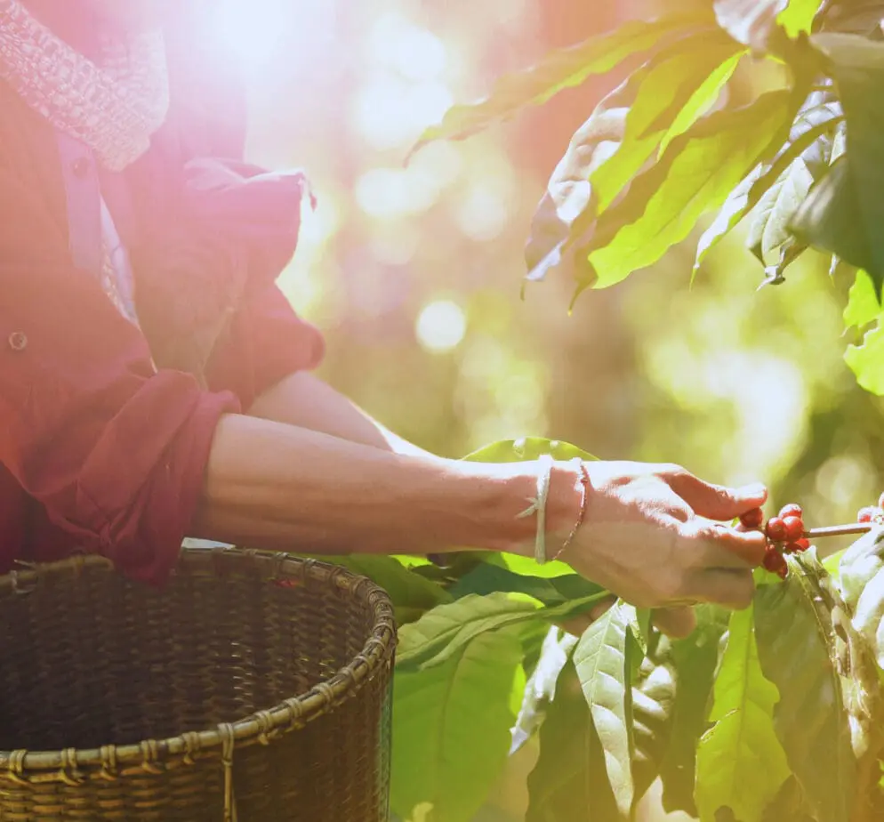 Ruční sklizeň kávy (picking)